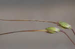 Redstem stork's bill